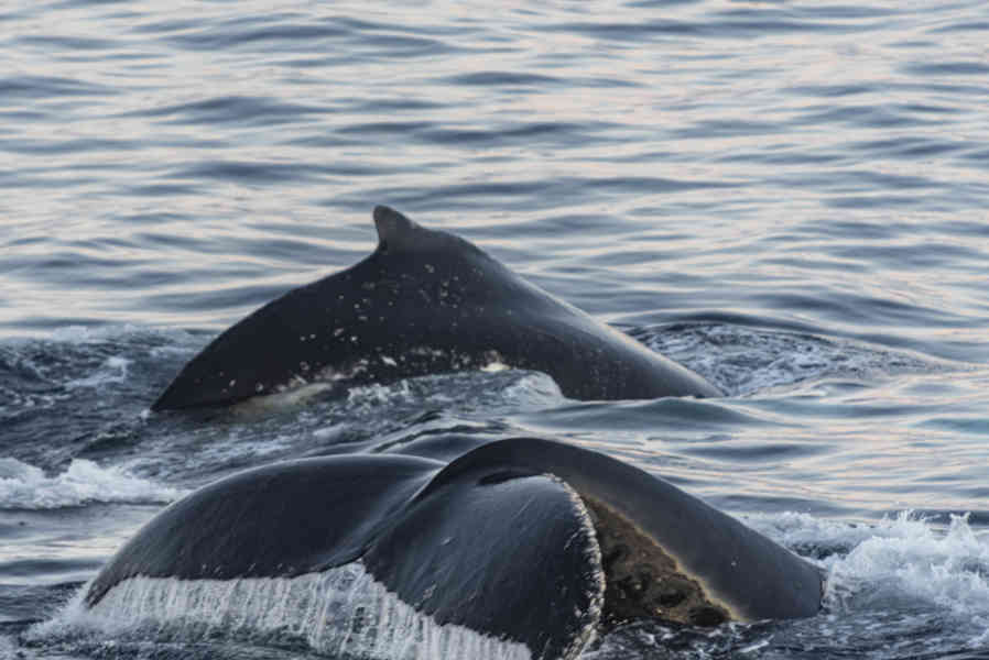 Ballena Minke - Antártida 27.jpg